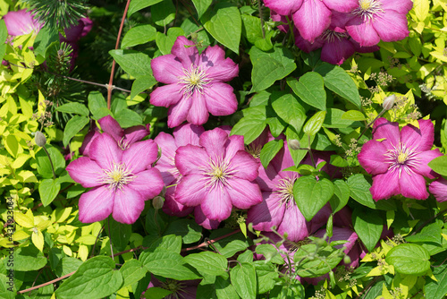 deep pink clematis  ranunculaceae  blooms in a curb-side garden bed