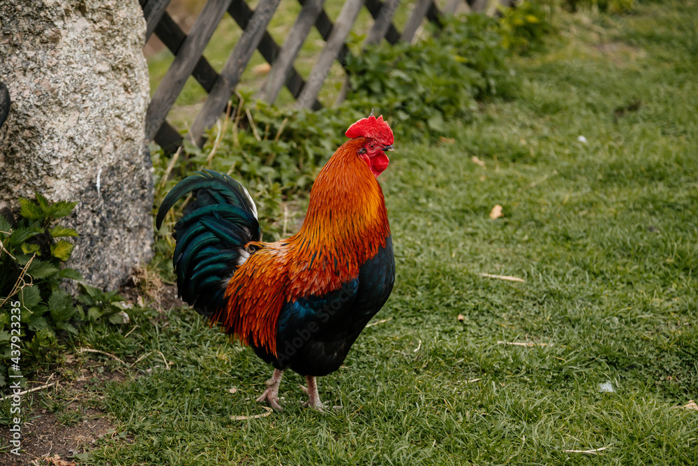 Fototapeta premium Close up of rooster with bright red comb, mottled yellow and black beak, orange eye, shiny brown feathers, blue-black tail plume pecking around on green grass, chicken in village, countryside