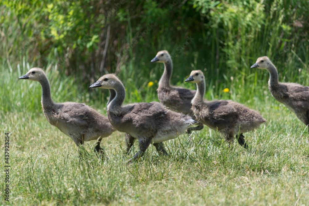 Canadian goose goslings begin to shed baby down - shown here walking together as a group Canadian goose goslings begin to shed baby down - shown here walking together as a group