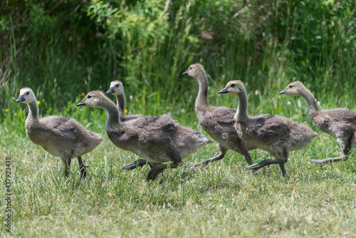 Canadian goose goslings walking by in doubles