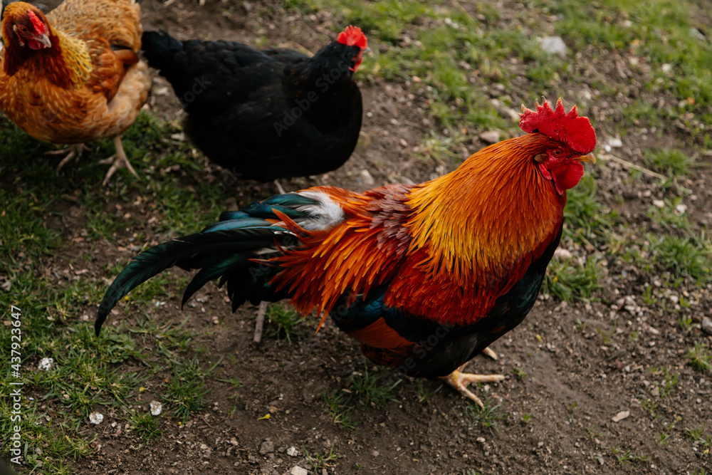 Close up of rooster with bright red comb, mottled yellow and black beak, orange eye, shiny brown feathers, blue-black tail plume pecking around on green grass, chicken in village, countryside Close up of rooster with bright red comb, mottled yellow and black beak, orange eye, shiny brown feathers, blue-black tail plume pecking around on green grass, chicken in village, countryside