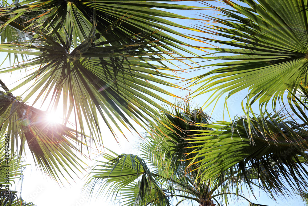 Beautiful view of palm branches on sunny summer day Beautiful view of palm branches on sunny summer day