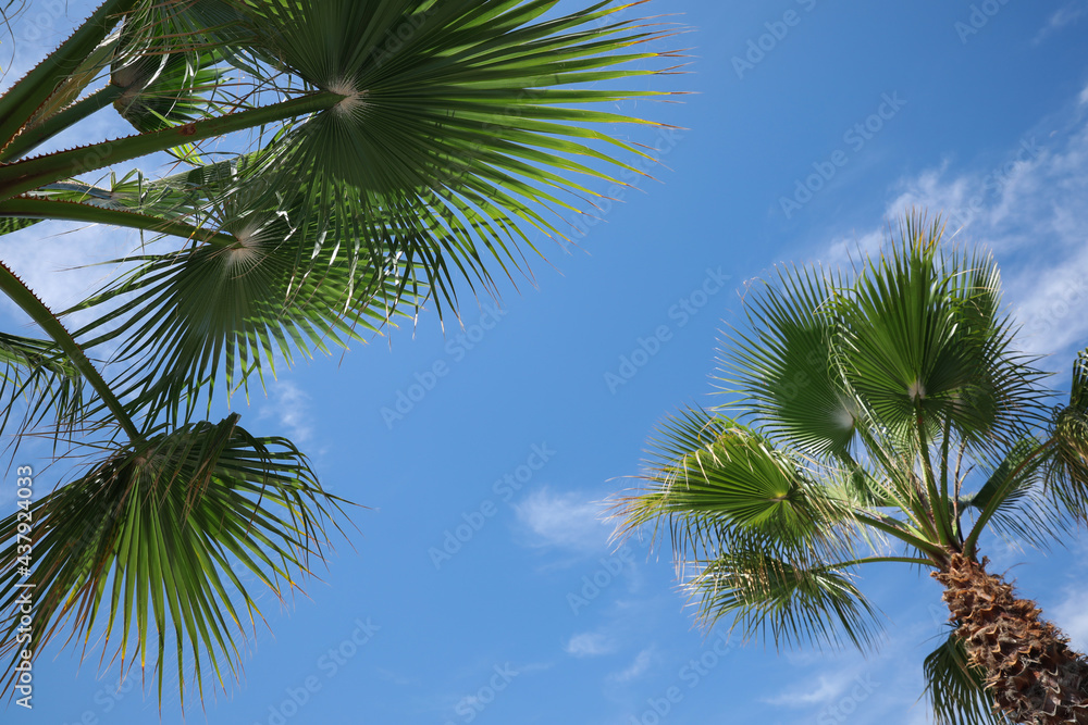 Beautiful palm trees outdoors on sunny summer day, low angle view
