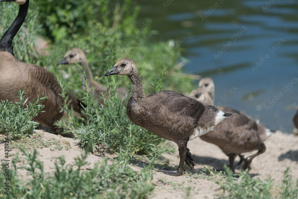 Canadian goose goslings begin to shed baby down - shown here as they step up onto a river bank Canadian goose goslings begin to shed baby down - shown here as they step up onto a river bank