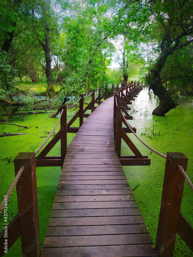 Obraz premium wooden bridge in the swamp