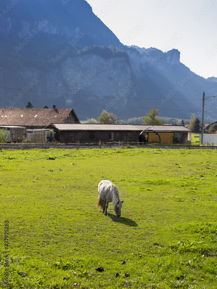Obraz premium Horse graze in the pasture