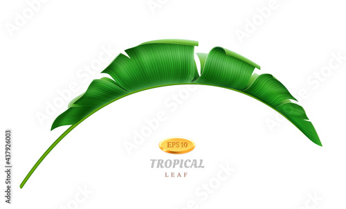 Exotic flora and tropical vegetation, isolated bending leaf of palm or banana plant. Hawaiian paradise, rainforest or jungle, greenery and decoration in spring summertime. Realistic 3d cartoon vector