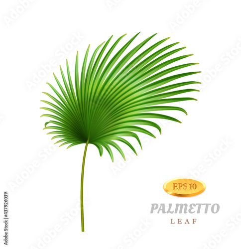 Tropical leaves and foliage, isolated exotic plant. Palmetto with wide leafage and fleshy stem. Hawaiian decoration, rainforest or jungle. Growth and blooming herb. Realistic 3d cartoon vector