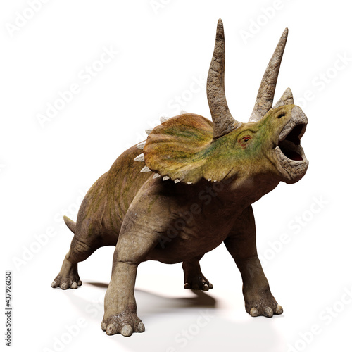 Triceratops horridus  screaming dinosaur isolated with shadow on white background