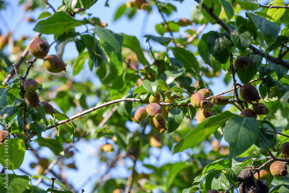 Fototapeta premium Leaves and Young fruits of Japanese allspice, wintersweet