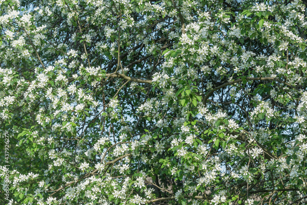 Fototapeta premium Blossoming apple branches with white flowers.
