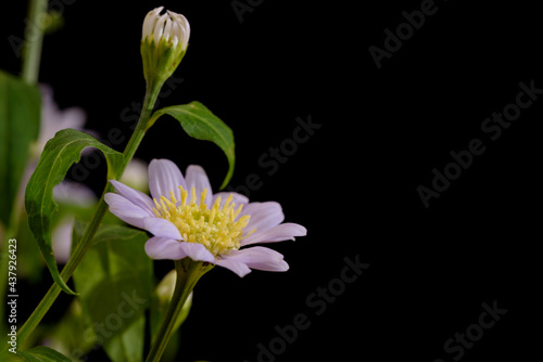 Flower of Miyakowasure, Aster savatieri cultivate, Black background