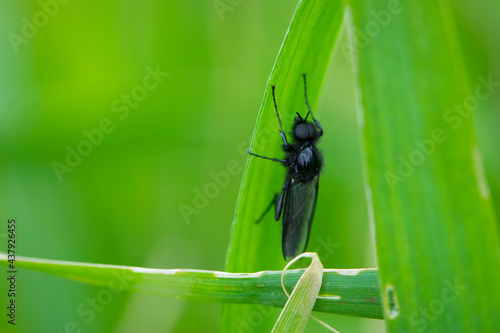 Eurytoma schreineri. Bibionomorpha. mosquito. Mosquito resting on green grass. Male and female mosquitoes feed on nectar and plant juices. insect close-up, macro photo. pest, thickfoot photo