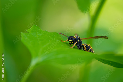 Wasp on a green leaf. Parts of the body of a wasp close-up. Insect close-up. Yellow pattern on the black body of a wasp. Green background. nature, Macro image of a Vespula germanica, European wasp © Oleksandr Filatov