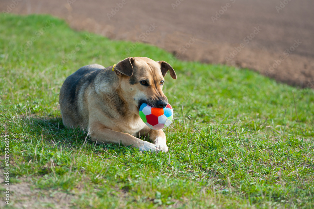 dog with a ball. Dog lying on the grass. red-haired a large dog holds a ball in his mouth, lying on the green grass. playful animal. the dog wants to play. a pet. close-up