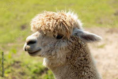 Smiling alpaca © grahammoore999