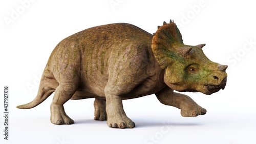 young Triceratops horridus, dinosaurs isolated on white background 