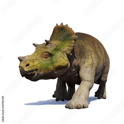 young Triceratops horridus, dinosaurs isolated on white background