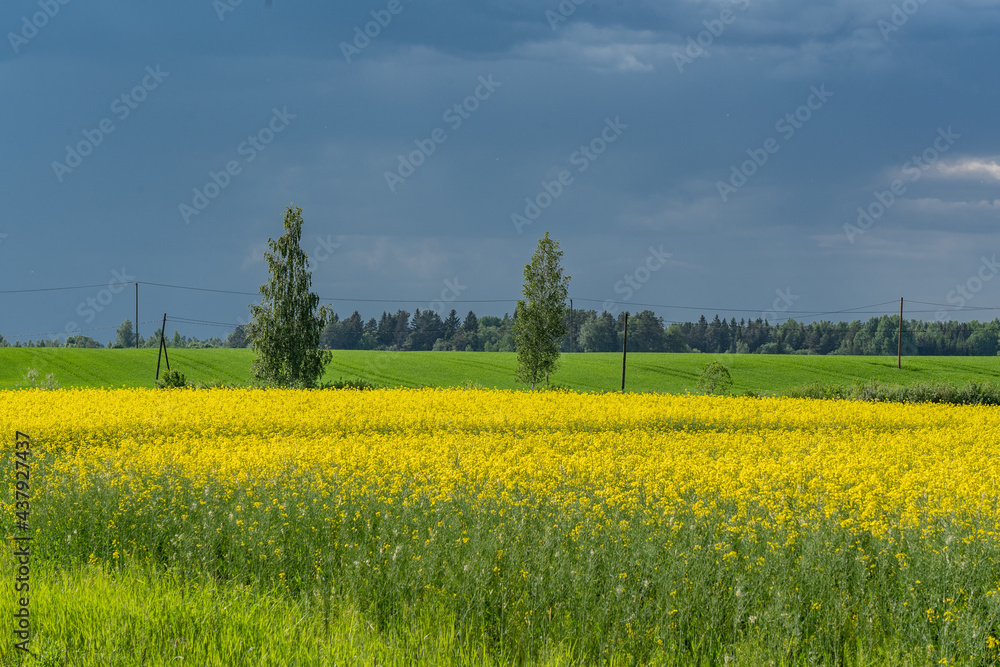 Flowering rapeseed field before rain.. Flowering rapeseed field before rain..