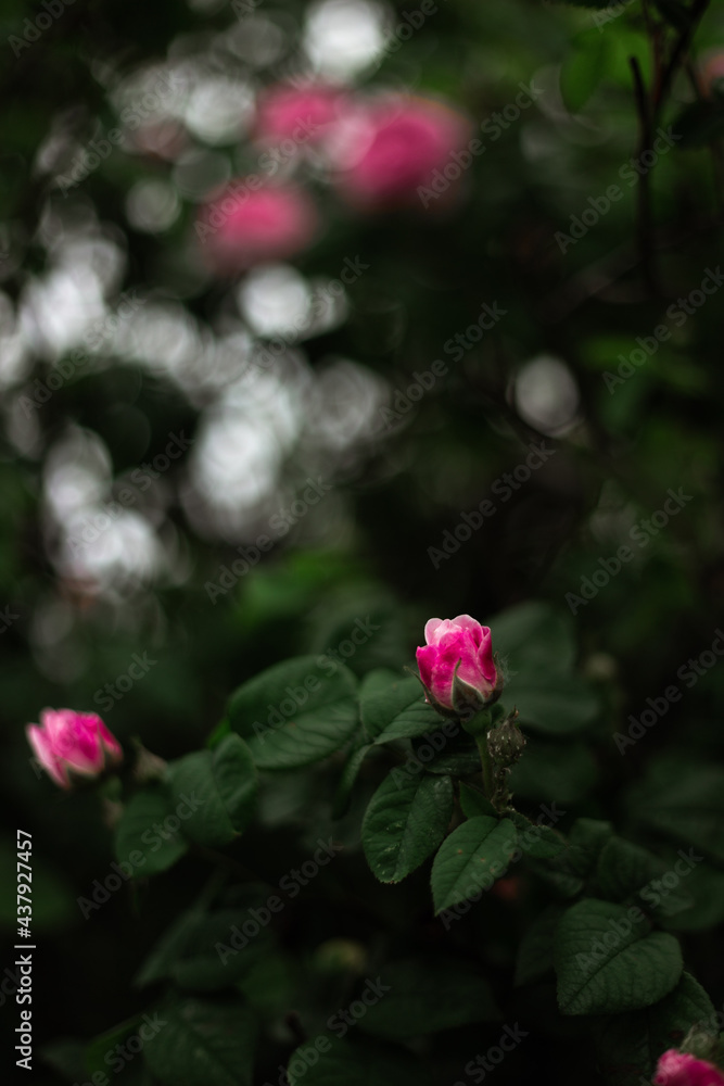 pink roses at the garden