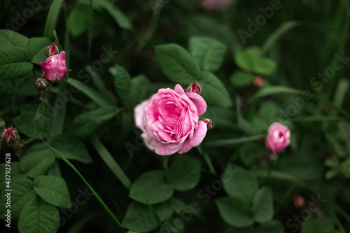 pink roses at the garden