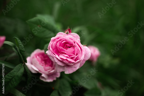 pink roses at the garden