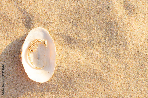 Striped sea horse is on shell conch on sand on beach at sunrise. Natural seashell. Traveling and feeling lonely, cheering up, rest, refresh and relax. Vacation mood concept. Copy space for text.