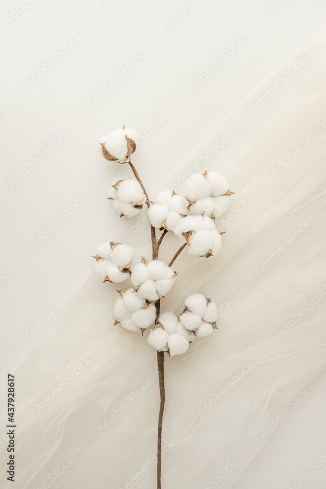 Vertical branch of cotton plant on white tulle fabric - obrazy, fototapety, plakaty 