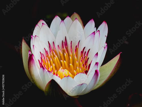 White incredible flower