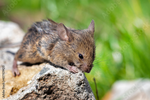 Field mouse in a field on a stone among the grass