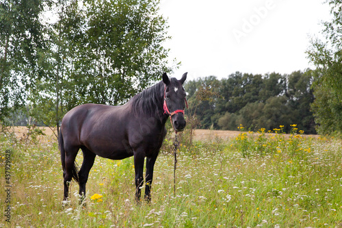 Black Horse. The horse grazes in the meadow, eats fresh grass.