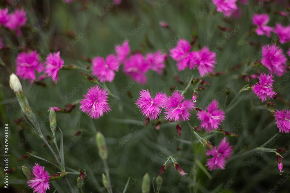 different flowers growing on the field different flowers growing on the field