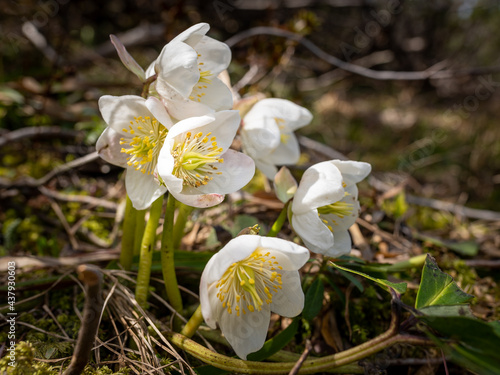 Billede på lærred A group of white Christmas roses on a sunny day in early summer