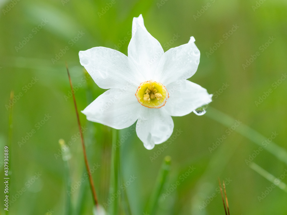 Flowering narcissus growing in a meadow in summer Flowering narcissus growing in a meadow in summer