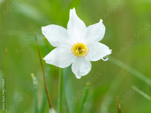 Flowering narcissus growing in a meadow in summer
