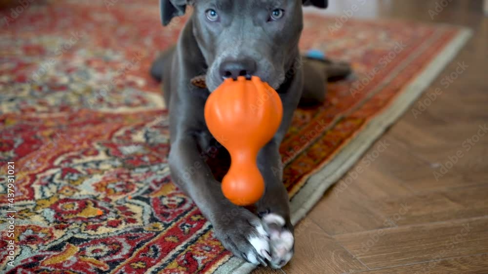 Pit bull puppy nibbles on his toy, grey beautiful dog changing baby teeth Stock ビデオ Adobe Stock
