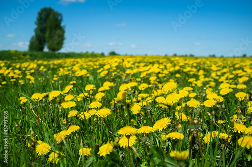 Beautiful meadow with blooming dandelions, Taraxacum, against the blue sky, in the countryside, on a sunny day. Rural landscape.