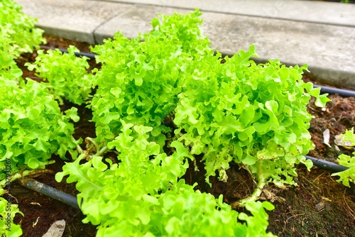 Farm Grown Lettuce at Organic Farm