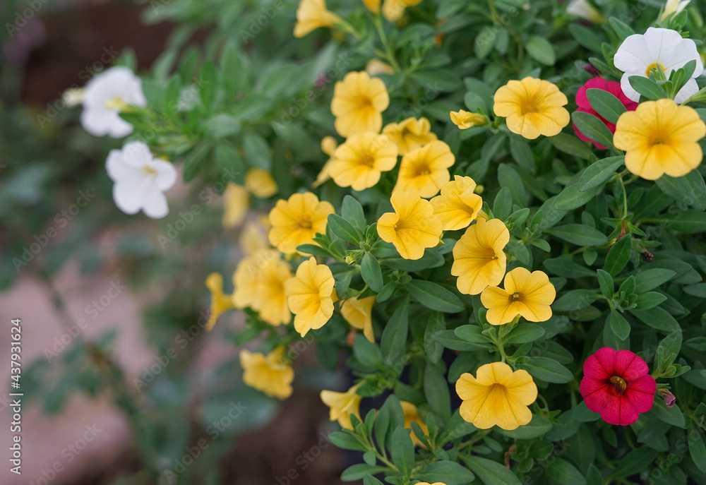 yellow petunia bush in botanical garden,soft focus yellow petunia bush in botanical garden,soft focus