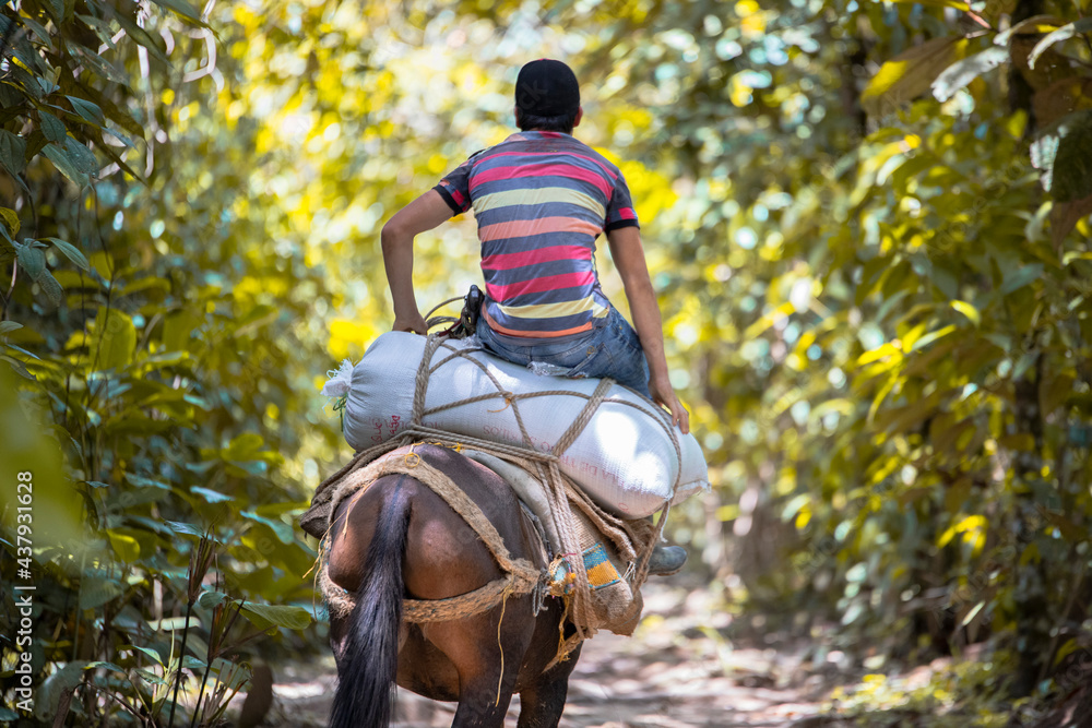 Peasant riding on a mule | Campesino montando en una mula
