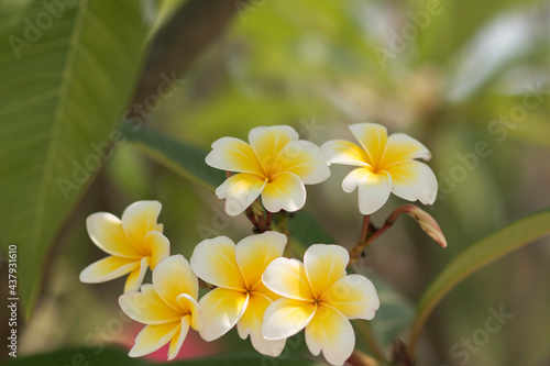 Beautiful yellow plumeria flowers in nature