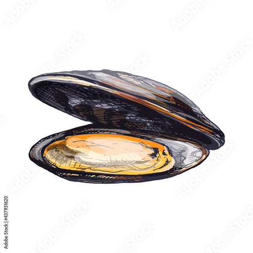 Open mussel isolated on white background. Vintage black engraving