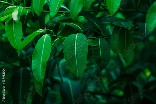 Natural dark green leaves Beautiful multi-pointed leaves arranged in an orderly manner. natural background for wallpaper.