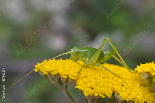 Little green grasshopper on wild yellow flower. Close up of Grasshopper on the flower