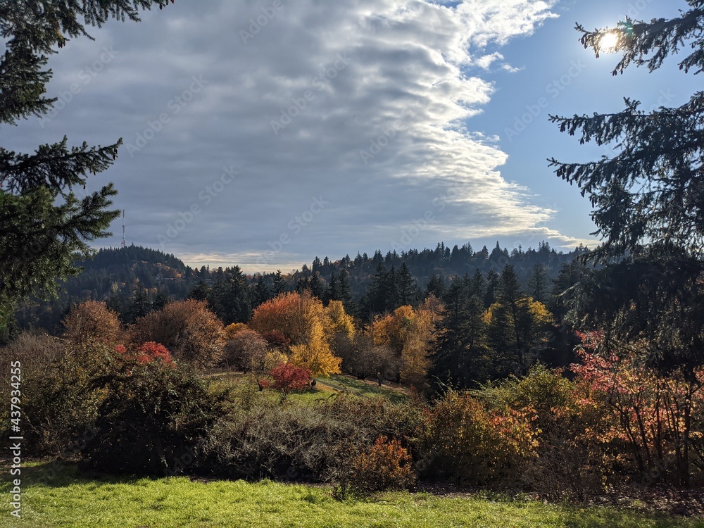 Fototapeta premium Colourful fall tress yellow in portland oregon with blue sky clouds and sunshine