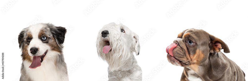 Art collage made of funny dogs different breeds posing isolated over white studio background. Art collage made of funny dogs different breeds posing isolated over white studio background.