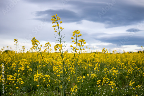 Rape field in the evening 