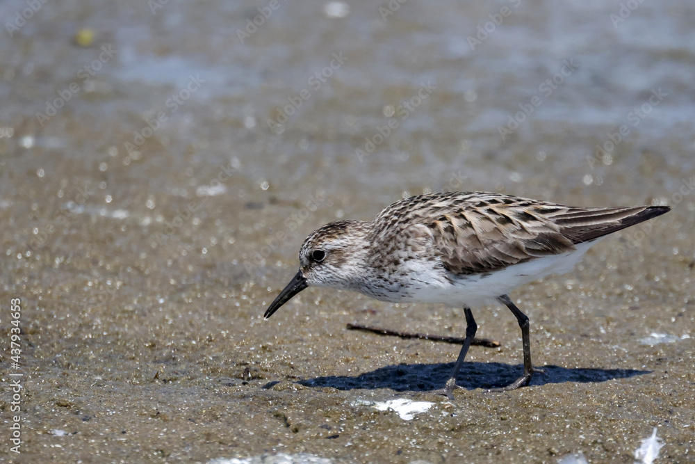 semi palmated sandpiper feeding at lake on beautiful summer day
semi palmated sandpiper feeding at lake on beautiful summer day