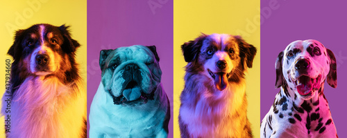 Obraz na plátně Art collage made of funny dogs different breeds on multicolored studio background in neon light