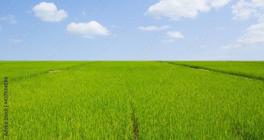 rice field and blue sky